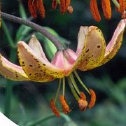 Sutton Court - floret